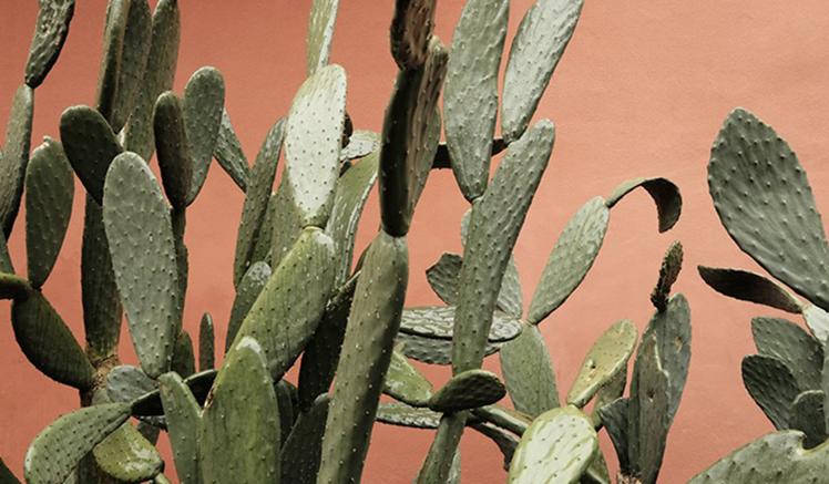 8 WAYS TO BRING TERRACOTTA INTO YOUR HOME 8 WAYS TO BRING TERRACOTTA INTO YOUR HOME